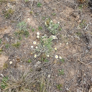 Leucochrysum albicans subsp. tricolor at Macgregor, ACT - 2 Oct 2024