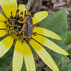 Lasioglossum (Chilalictus) lanarium at Macgregor, ACT - 2 Oct 2024