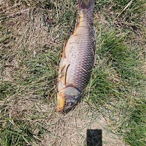 Cyprinus carpio at Macgregor, ACT - 1 Oct 2024