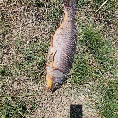 Cyprinus carpio (Common Carp) at Macgregor, ACT - 1 Oct 2024 by Jiggy