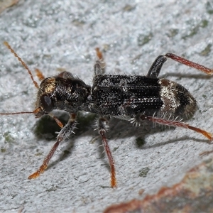 Trogodendron sp. (genus) at Acton, ACT - 1 Oct 2024 01:33 PM