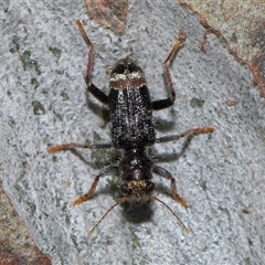 Trogodendron sp. (genus) at Acton, ACT - 1 Oct 2024 01:33 PM