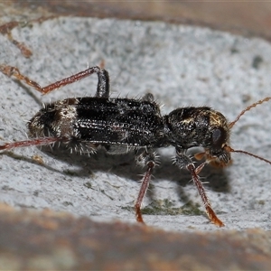 Trogodendron sp. (genus) at Acton, ACT - 1 Oct 2024 01:33 PM