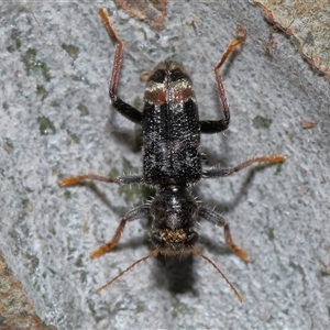 Trogodendron sp. (genus) at Acton, ACT - 1 Oct 2024 01:33 PM