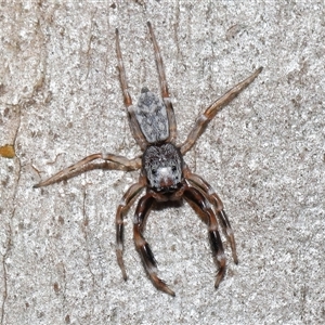 Arasia mollicoma at Acton, ACT - 1 Oct 2024