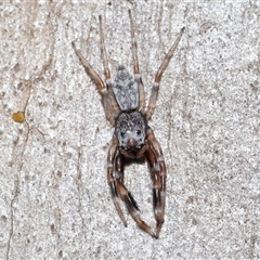 Arasia mollicoma at Acton, ACT - 1 Oct 2024