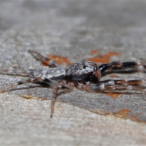 Arasia mollicoma at Acton, ACT - 1 Oct 2024