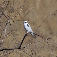 Elanus axillaris (Black-shouldered Kite) at Macnamara, ACT - 1 Aug 2024 by TimL