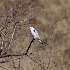 Elanus axillaris at Macnamara, ACT - 1 Aug 2024