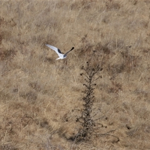 Elanus axillaris at Macnamara, ACT - 1 Aug 2024