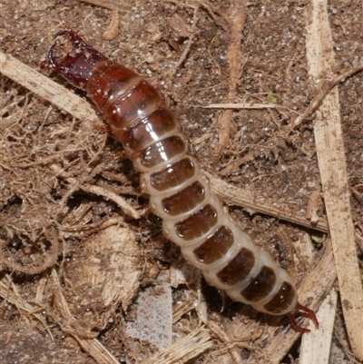 Staphylinidae (family) at Freshwater Creek, VIC - 4 Sep 2024 by WendyEM