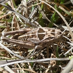 Perunga ochracea (Perunga grasshopper, Cross-dressing Grasshopper) at Theodore, ACT - 3 Oct 2024 by RogerF