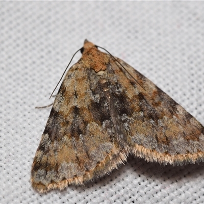 Dichromodes disputata (Scaled Heath Moth) at Jerrabomberra, NSW - 3 Oct 2024 by DianneClarke