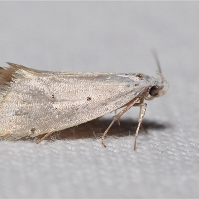 Thalerotricha mylicella (Wingia Group) at Jerrabomberra, NSW - 3 Oct 2024 by DianneClarke