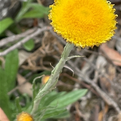 Coronidium scorpioides (Button Everlasting) at Windellama, NSW - 2 Oct 2024 by JaneR