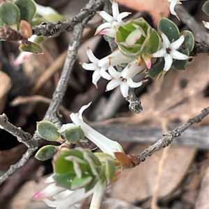 Brachyloma daphnoides at Windellama, NSW - 2 Oct 2024