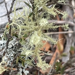 Usnea scabrida at Windellama, NSW - 2 Oct 2024 by JaneR