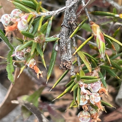 Lissanthe strigosa subsp. subulata (Peach Heath) at Windellama, NSW - 2 Oct 2024 by JaneR