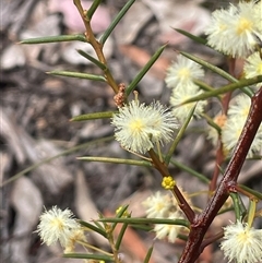 Acacia genistifolia (Early Wattle) at Windellama, NSW - 2 Oct 2024 by JaneR