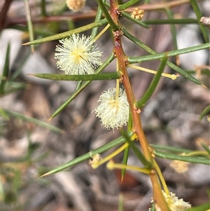 Acacia genistifolia at Windellama, NSW - 2 Oct 2024