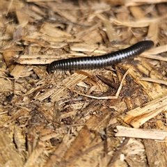 Ommatoiulus moreleti (Portuguese Millipede) at Braidwood, NSW - 3 Oct 2024 by MatthewFrawley