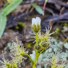 Drosera gunniana (Pale Sundew) at Collector, NSW - 4 Oct 2024 by trevorpreston