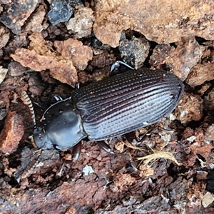 Meneristes sp. (genus) at Collector, NSW - 4 Oct 2024