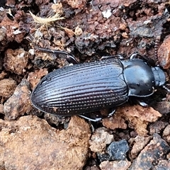 Meneristes sp. (genus) at Collector, NSW - 4 Oct 2024