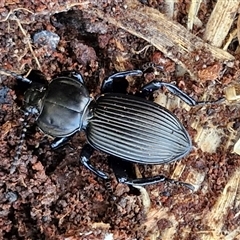 Cardiothorax sp. (genus) (Darkling Beetle) at Collector, NSW - 3 Oct 2024 by trevorpreston