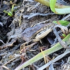 Tetrigidae (family) (Pygmy grasshopper) at Collector, NSW - 4 Oct 2024 by trevorpreston