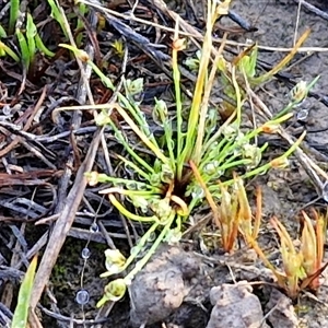 Isolepis sp. at Collector, NSW - 4 Oct 2024 07:42 AM