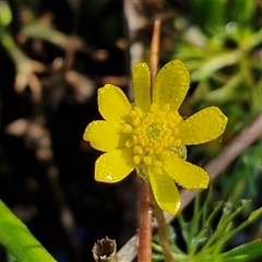 Ranunculus inundatus (River Buttercup) at Collector, NSW - 3 Oct 2024 by trevorpreston