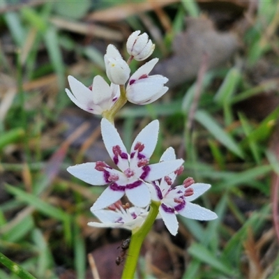 Wurmbea dioica subsp. dioica (Early Nancy) at Collector, NSW - 3 Oct 2024 by trevorpreston