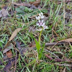 Wurmbea dioica subsp. dioica at Collector, NSW - 4 Oct 2024 07:33 AM