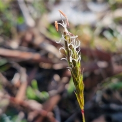 Anthoxanthum odoratum (Sweet Vernal Grass) at Collector, NSW - 3 Oct 2024 by trevorpreston