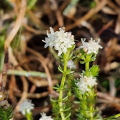 Asperula conferta (Common Woodruff) at Collector, NSW - 3 Oct 2024 by trevorpreston