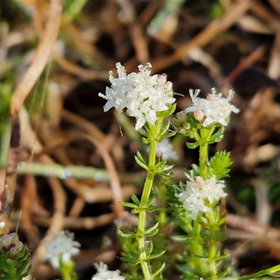 Asperula conferta (Common Woodruff) at Collector, NSW - 3 Oct 2024 by trevorpreston