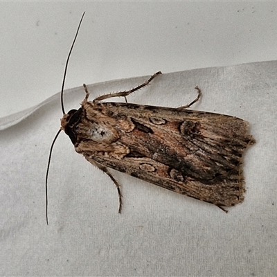 Agrotis munda (Brown Cutworm) at Lyneham, ACT - 3 Oct 2024 by trevorpreston