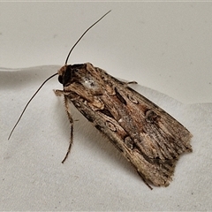 Agrotis munda at Lyneham, ACT - 3 Oct 2024 11:16 AM