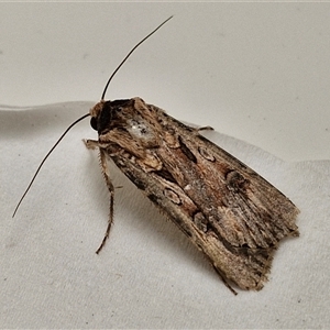 Agrotis munda at Lyneham, ACT - 3 Oct 2024 11:16 AM