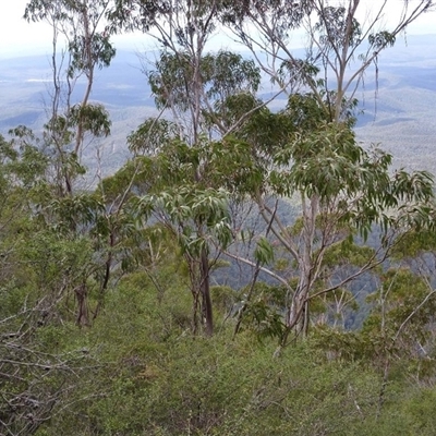 Eucalyptus imlayensis (Mount Imlay Mallee) at Nethercote, NSW - 25 Mar 2011 by MichaelBedingfield