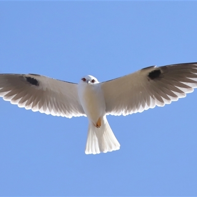 Elanus axillaris (Black-shouldered Kite) at Throsby, ACT - 8 Aug 2024 by TimL