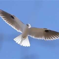 Elanus axillaris at Throsby, ACT - 8 Aug 2024