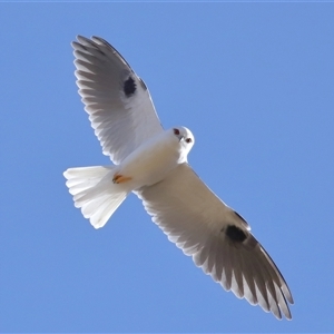 Elanus axillaris at Throsby, ACT - 8 Aug 2024