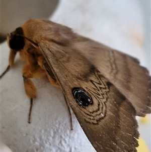 Dasypodia selenophora at Holt, ACT - 4 Oct 2024 06:31 AM