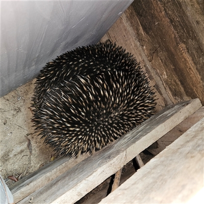 Tachyglossus aculeatus (Short-beaked Echidna) at Braidwood, NSW - 4 Oct 2024 by MatthewFrawley