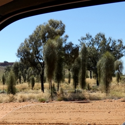 Allocasuarina decaisneana (Desert Oak) at Gibson Desert North, WA - 27 Aug 2024 by Paul4K