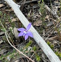 Glossodia major (Wax Lip Orchid) - 1 Jan 1900 by BenHarvey