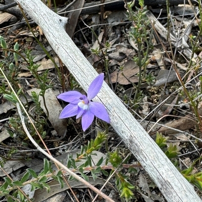 Glossodia major (Wax Lip Orchid) at Denman Prospect, ACT - 29 Sep 2024 by BenHarvey