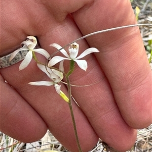 Caladenia ustulata at Denman Prospect, ACT - suppressed